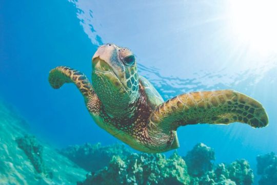 West Oahu Hawaiian Green Sea Turtle, Dolphin Snorkel Sail w lunch