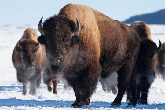 Best of Jackson Hole Wildlife Private Safari Tour