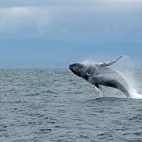Shore Excursions