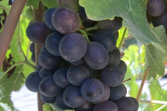 6 -7 hour Private Wine Country tour from start to finish