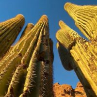 Walking Tours
