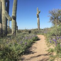 Walking Tours