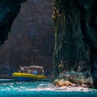 Dolphin & Whale Watching