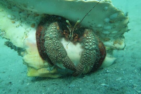 Private Scuba Diving Expert-Led Excursion Training with Tour