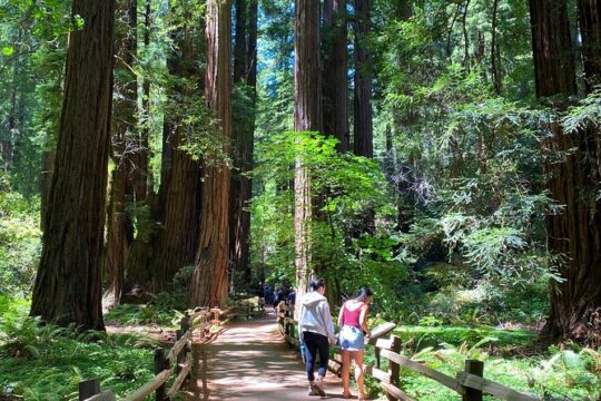3-Hour Private Muir Giant Redwoods Trees and Sausalito Tour