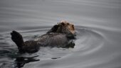 Amazing!! “Played” with dolphins, saw Orcas, humpbacks, bears, eagles, sea lions, otters!