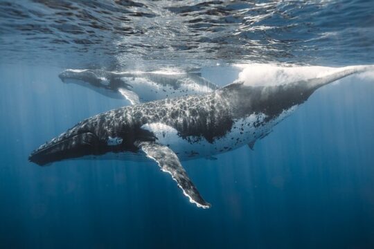 Private Whale Watching and Coastal Swimming Tour Honolulu