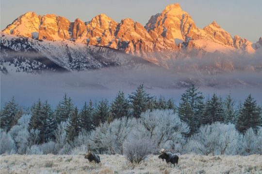 Private Grand Teton Winter Wildlife Safari with HOT Lunch