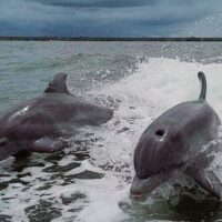 Shore Excursions