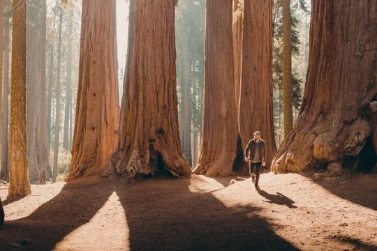 Full-Day Private Tour and Hike in Sequoia and Kings Canyon National Parks