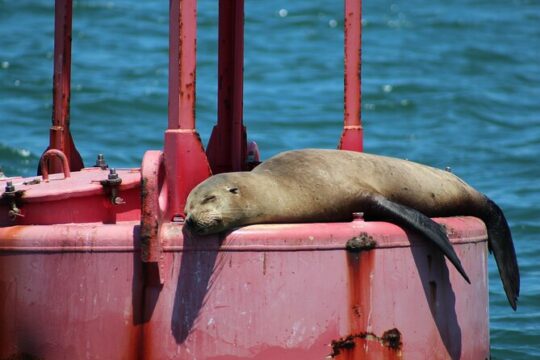 Private Sail Yacht Experience on San Diego Bay