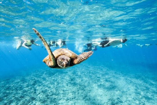 Swim with Turtles in Waikiki!