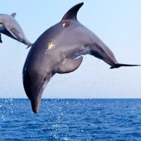 Cruises, Sailing & Water Tours