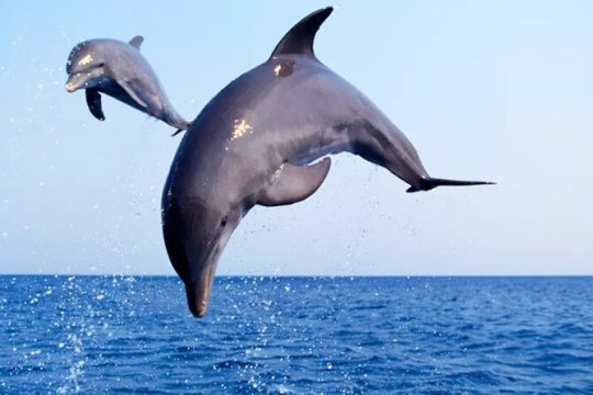 Private Dolphin Watch and Sunset Boat Tour Port Aransas Texas