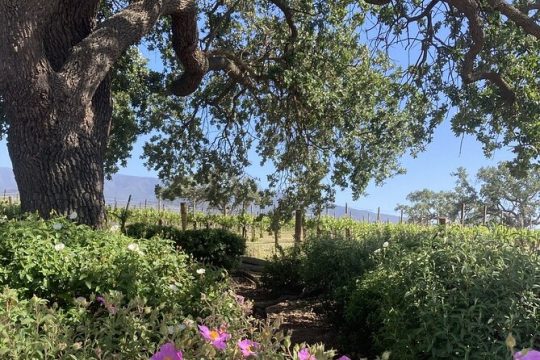 6 hour Private Wine Tour of Santa Barbara County
