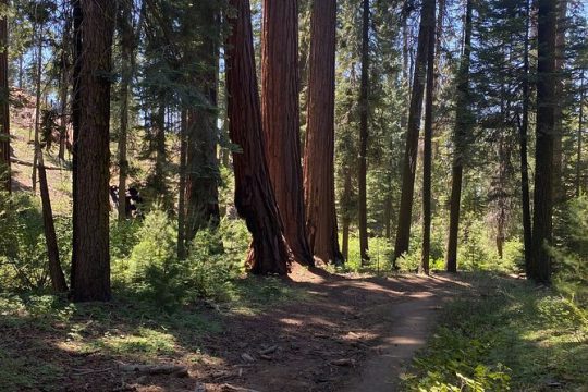 Day Tour to Kings Canyon National Park