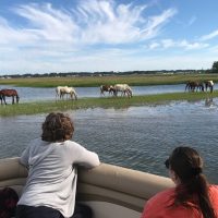 Day Cruises