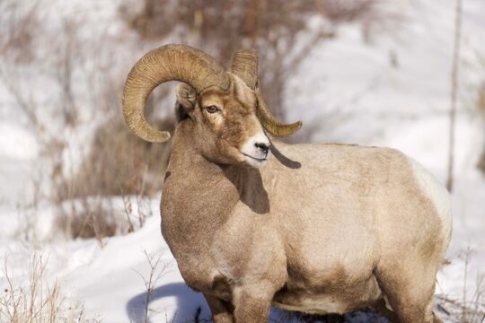 Northern Yellowstone Safari from Cody, WY