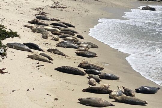 Family-Friendly 17-Mile Drive 2.5-hour Electric Bike Tour