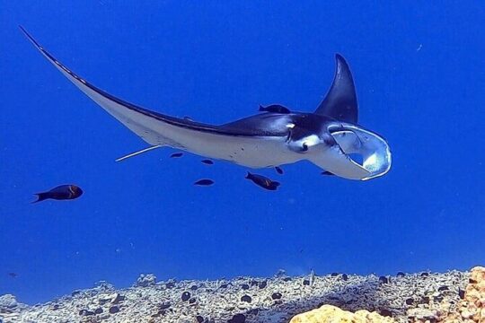 6 Passenger Maximum Manta Ray Night Snorkel in Kailua-Kona, HI