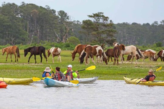 Kayak Tour along Assateague & Chincoteague Island, Virginia