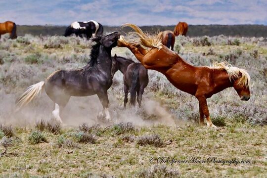 Red Canyon Wild Mustang Tours And Safaris In Cody Wyoming