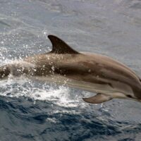 Cruises, Sailing & Water Tours