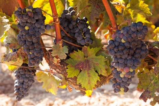 Half-Day North Georgia Wine Country Tour From Atlanta