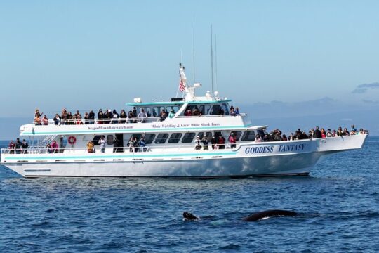 Whale Watching Monterey Bay