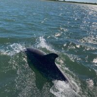 Boat Tours
