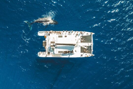 Lana'i Coast Snorkel from Lahaina Harbor