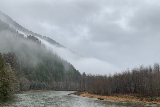 Bald Eagles Nesting Area Tour at Skagit River