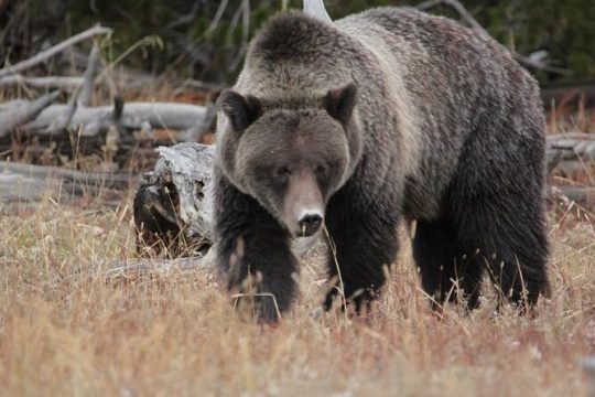 Half-Day Private Breathtaking Tour in Grand Teton National Park