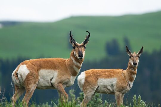 Private Sunset 4-Hour Grand Teton Wildlife Adventure