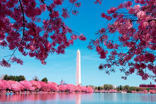 Washington Monument Admission plus Guided Morning City Bus Tour