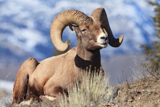 Yellowstone Wildlife Safari in Lamar Valley from Bozeman