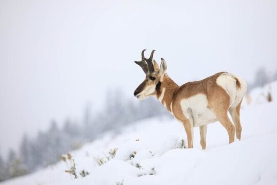 Yellowstone Winter Wildlife Safari From Gardiner