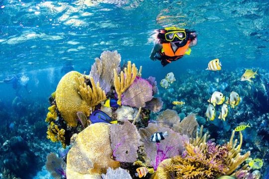 Tulum Area Experiences Guided Snorkeling Tour - Casa Cenote + Ocean Reef & Lunch