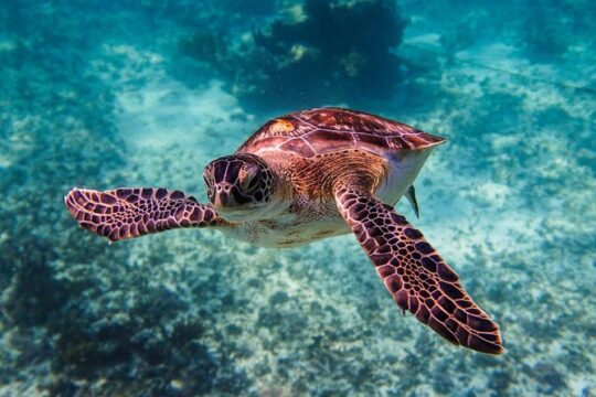 Sea turtle and cenotes Tour snorkeling from Riviera Maya