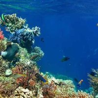 Shore Excursions