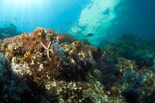3 Tank Combo Cabo Reserve & Corridor, Certified Divers with MANTA