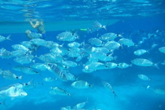 Snorkeling marine protected area Tavolara