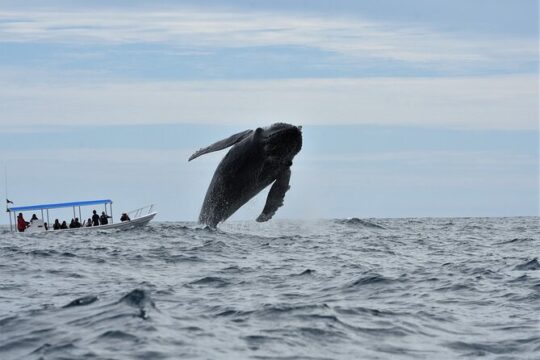 Whale Watching with Photos Included