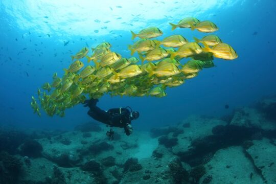 Discover Scuba Diving for Beginners with MANTA in Cabo San Lucas