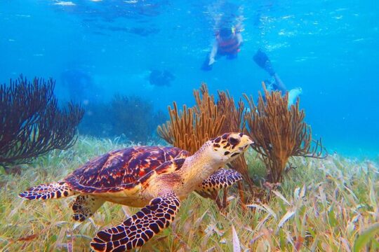 Cancun Speedboat and Snorkel Adventuring