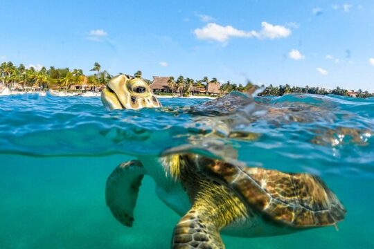 Private Turtles & Cenotes Adventure