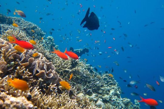 Cozumel Reef Snorkeling Tour