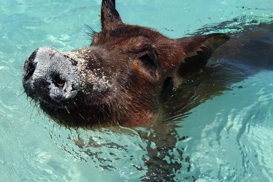 Private 3 hour Swimming Pigs and Snorkeling