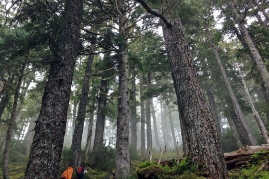 Guided Hike | TONGASS NATIONAL FOREST