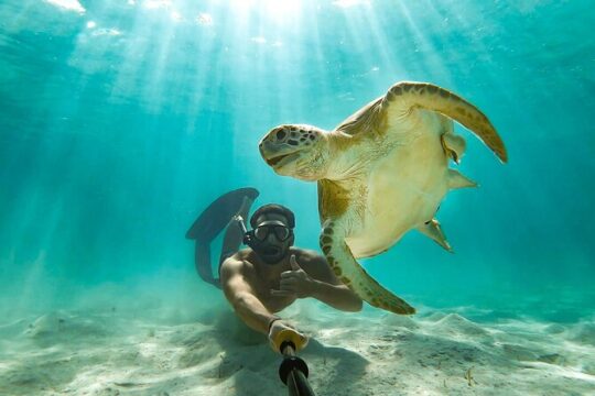 Swim with the Turtles! Harbour Island Luxury Private Boat Tour